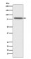 PSAP Antibody